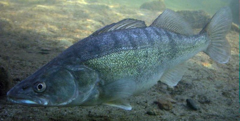 Sander lucioperca_02.jpg